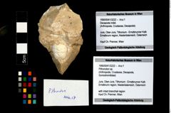 Foto (Objekt + Etikett) von Pithonoton sp.  (NHMW-GEO-1990-0041-3222)